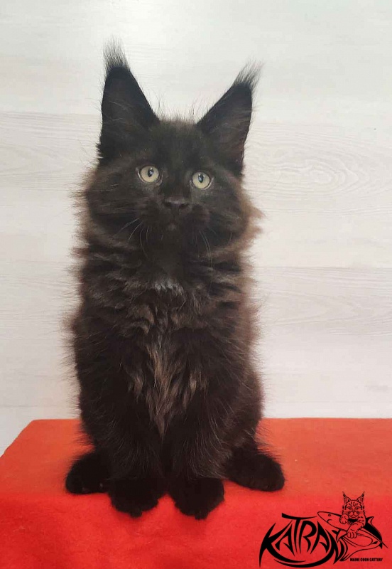 Katran Lucky - Kitten maine-coon 2 months