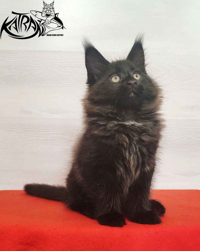 Katran Lucky - Kitten maine-coon 2 months