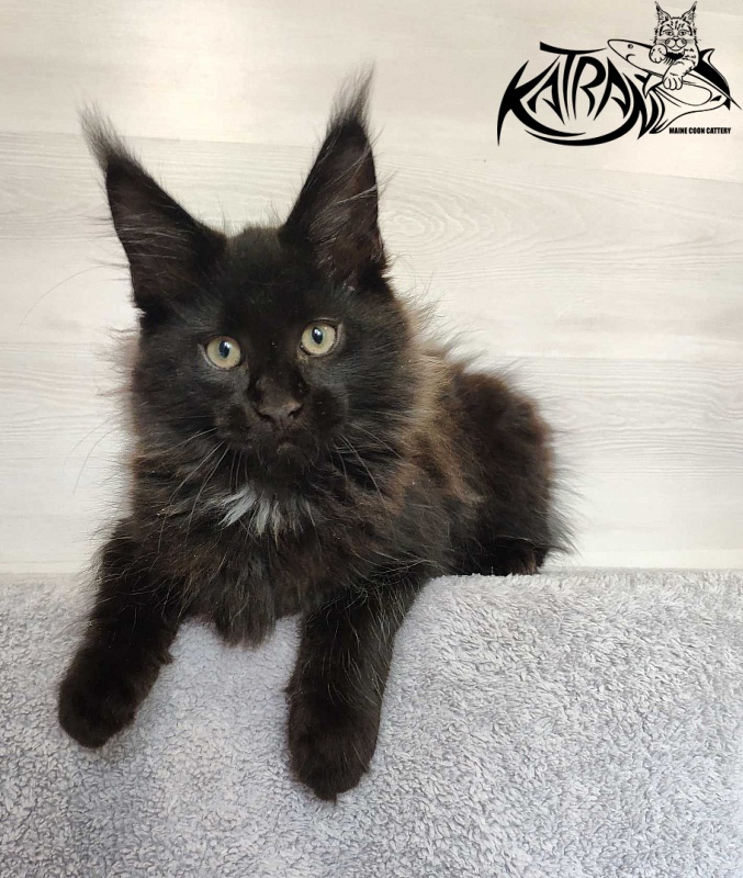 Katran Lucky - Kitten maine-coon 3 months