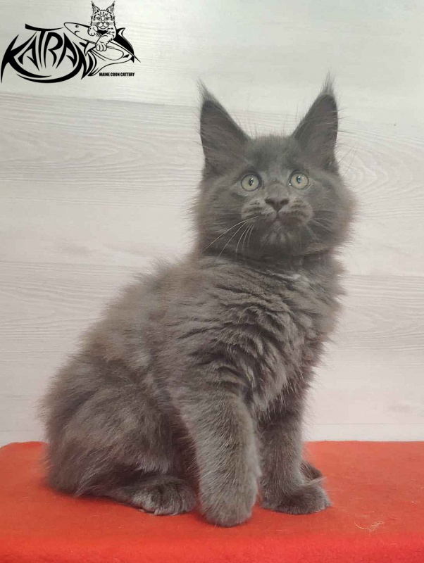Katran Leo - Kitten maine-coon 2 months