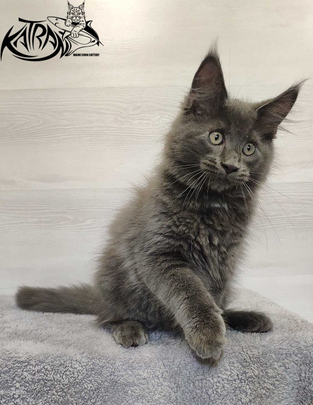 Katran Leo - Kitten maine-coon 3 months