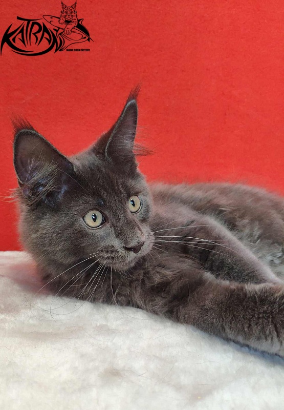 Katran Leo - Kitten maine-coon 3.5 months