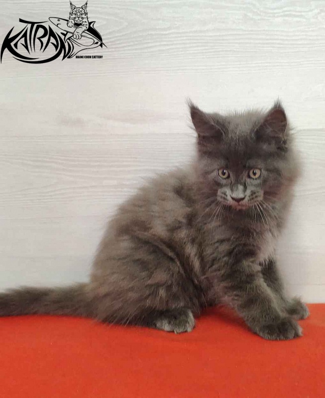 Katran Leo - Kitten maine-coon 2 months