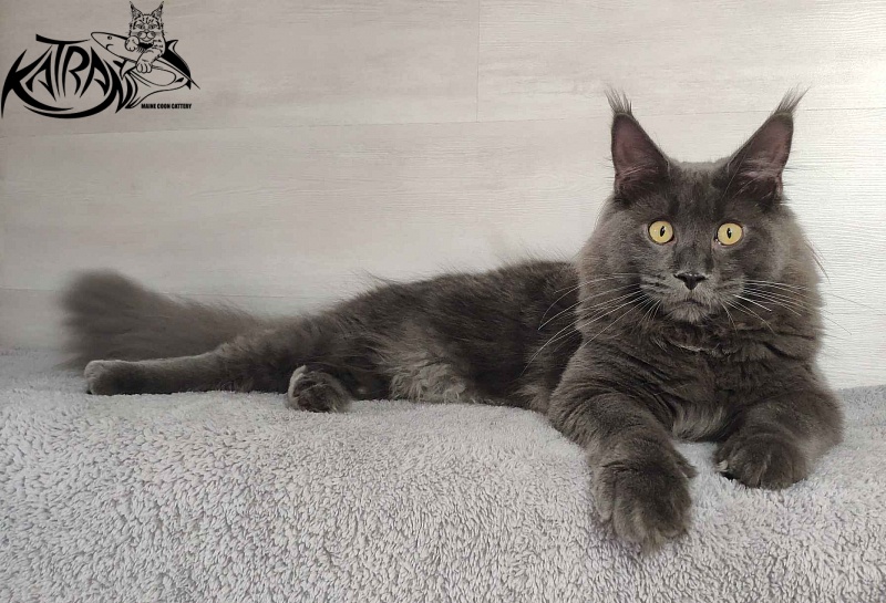 Katran Leo - Junior maine-coon 9 months