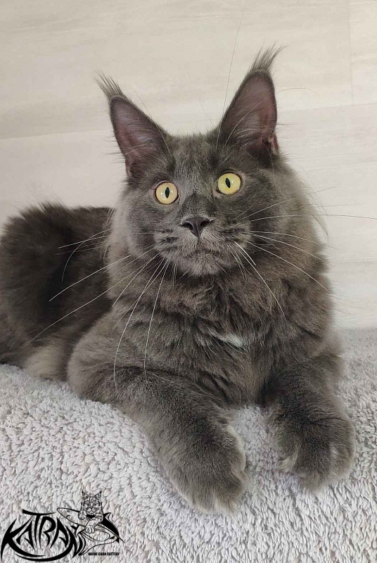 Katran Leo - Junior maine-coon 9 months