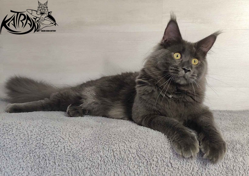 Katran Leo - Junior maine-coon 9 months