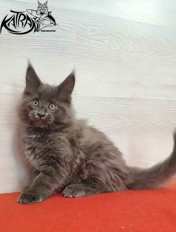 Katran Leo - Kitten maine-coon 2 months