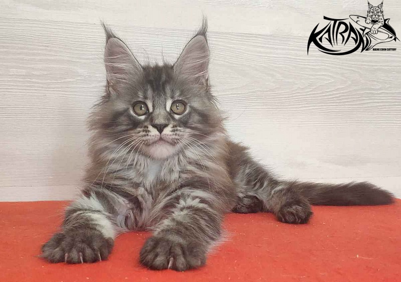 Katran Michelle - Kitten maine-coon 2 months