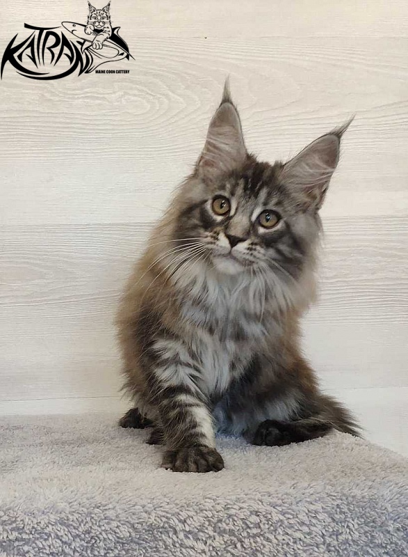 Katran Michelle - Kitten maine-coon 3 months