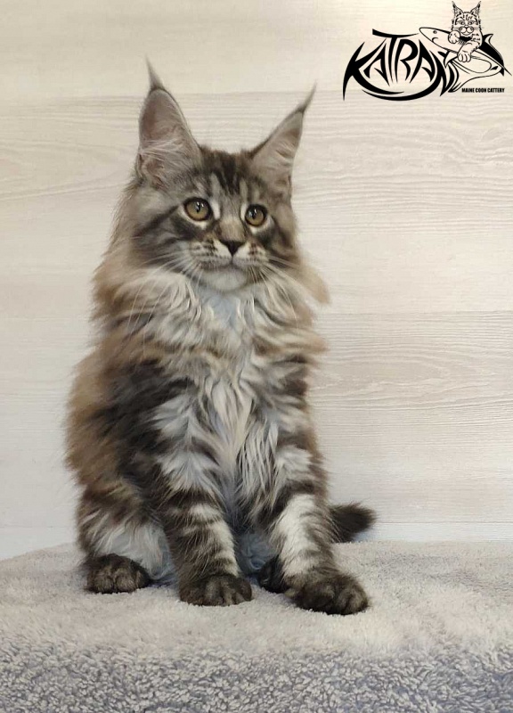 Katran Michelle - Kitten maine-coon 3 months