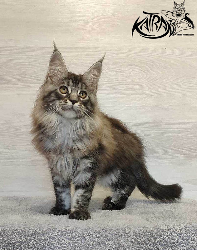 Katran Michelle - Kitten maine-coon 3 months