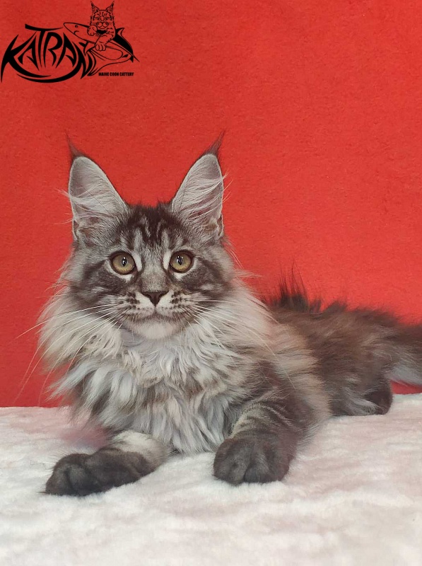 Katran Michelle - Kitten maine-coon 3.5 months