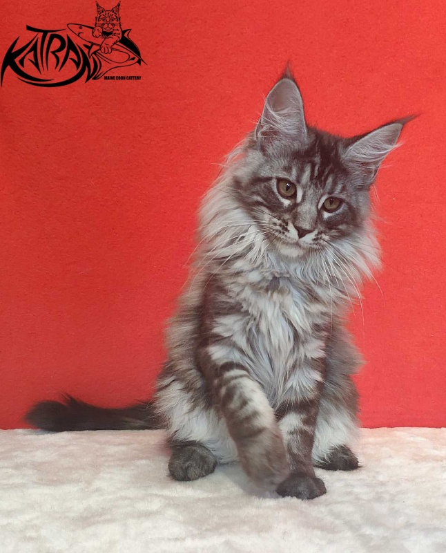 Katran Michelle - Kitten maine-coon 3.5 months
