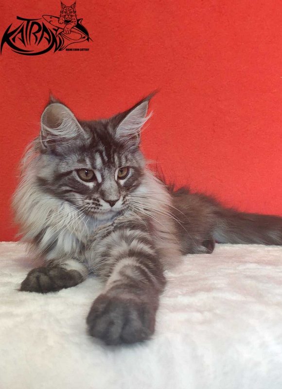 Katran Michelle - Kitten maine-coon 3.5 months