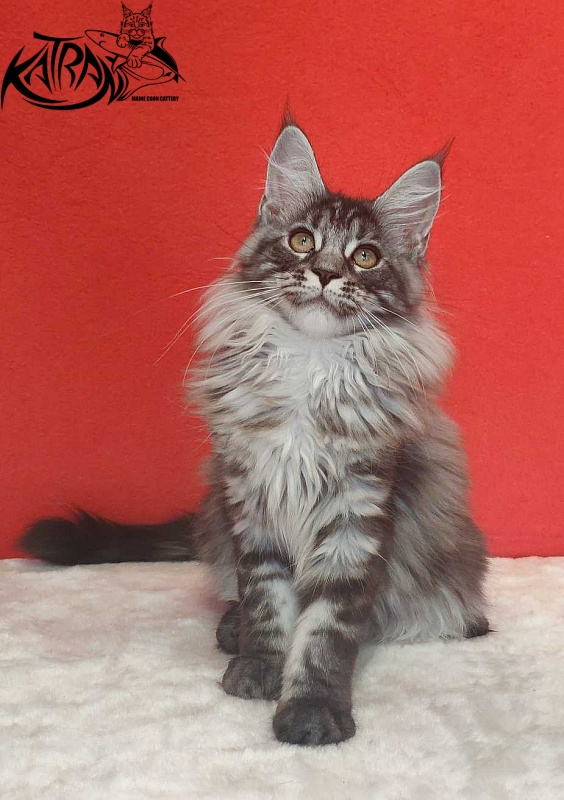 Katran Michelle - Kitten maine-coon 3.5 months