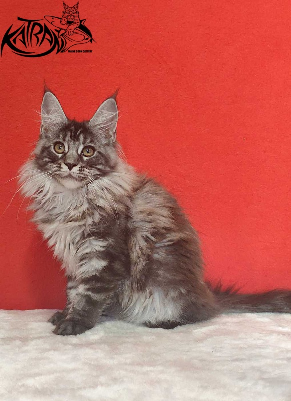 Katran Michelle - Kitten maine-coon 3.5 months