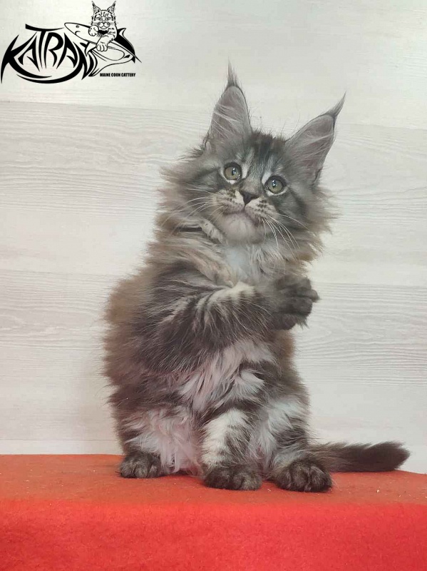 Katran Michelle - Kitten maine-coon 2 months