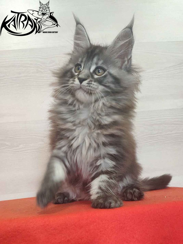 Katran Michelle - Kitten maine-coon 2 months