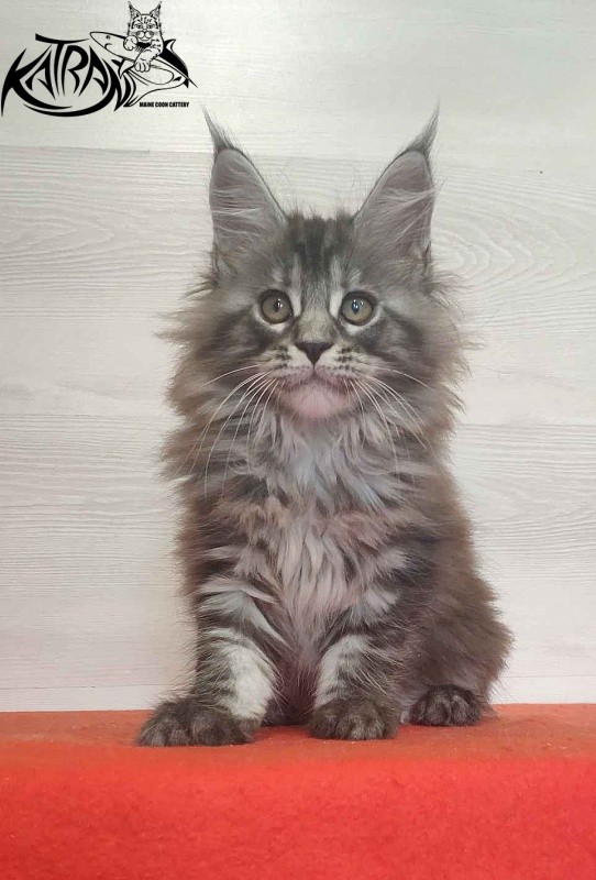 Katran Michelle - Kitten maine-coon 2 months