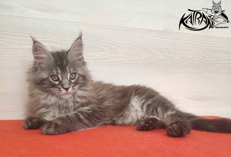 Katran Michelle - Kitten maine-coon 2 months