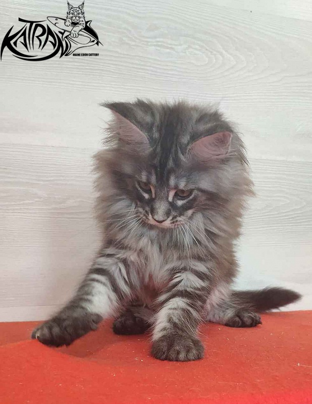 Katran Michelle - Kitten maine-coon 2 months