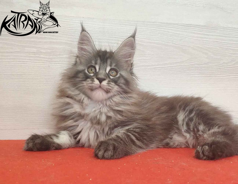 Katran Michelle - Kitten maine-coon 2 months