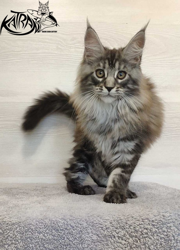 Katran Michelle - Kitten maine-coon 3 months