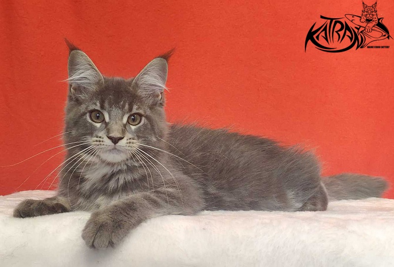 Katran Molly - Kitten maine-coon 3.5 months
