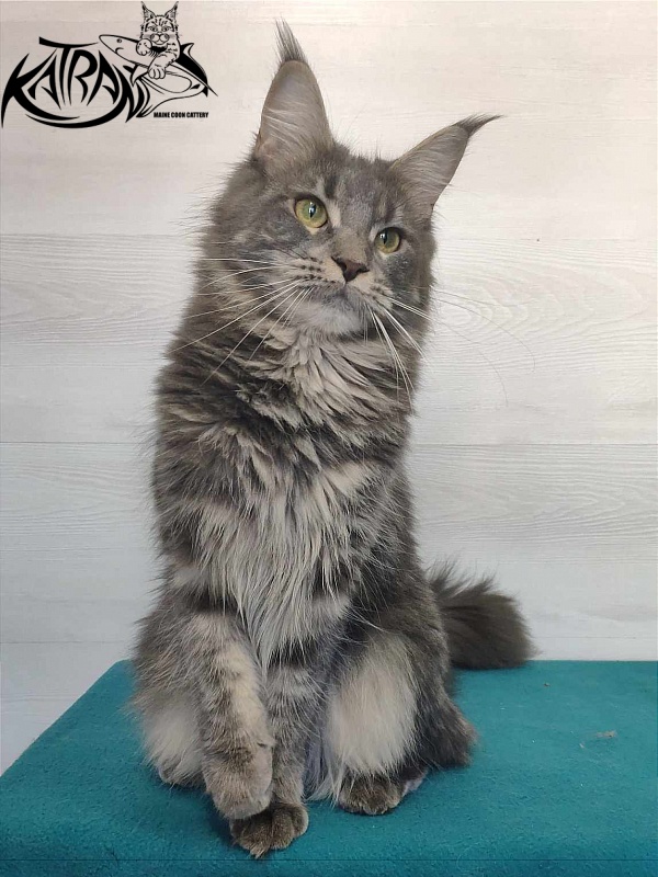 Katran Molly - Adult maine-coon 11 months 1 week