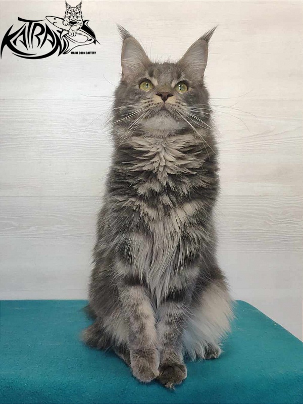 Katran Molly - Adult maine-coon 11 months 1 week
