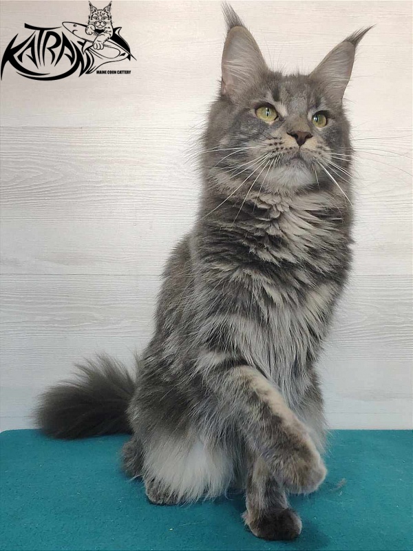 Katran Molly - Adult maine-coon 11 months 1 week