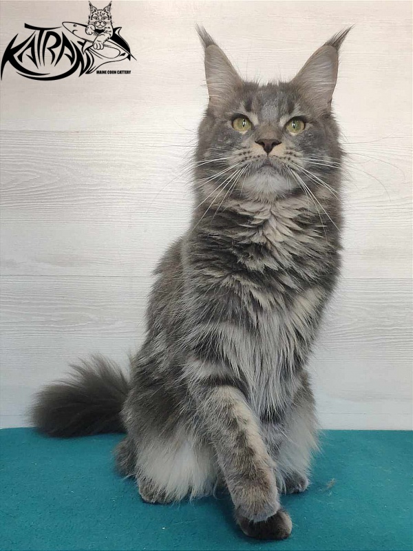 Katran Molly - Adult maine-coon 11 months 1 week