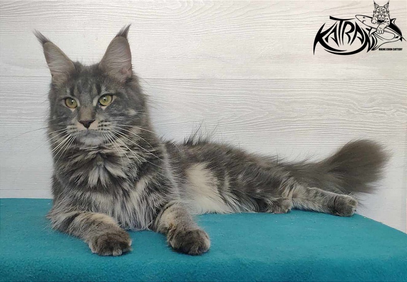 Katran Molly - Adult maine-coon 11 months 1 week