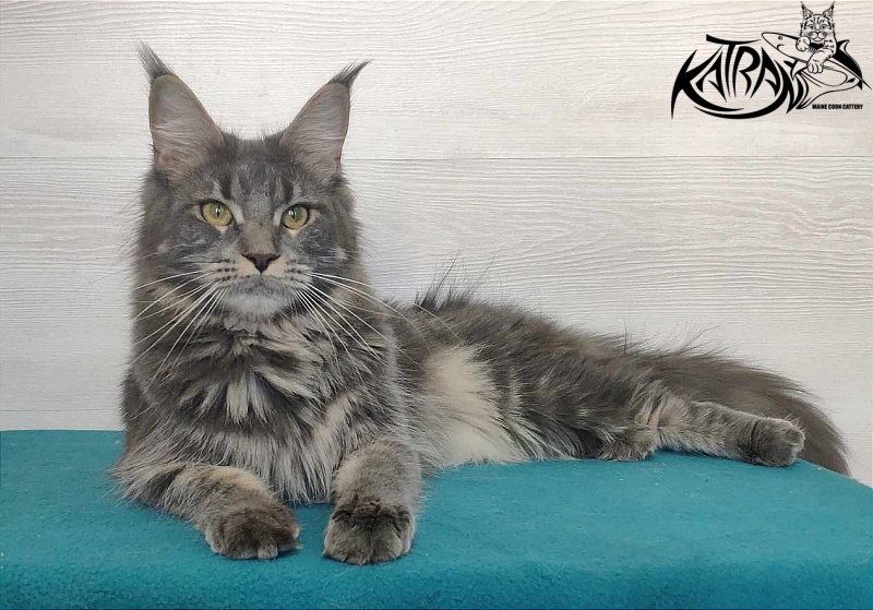 Katran Molly - Adult maine-coon 11 months 1 week