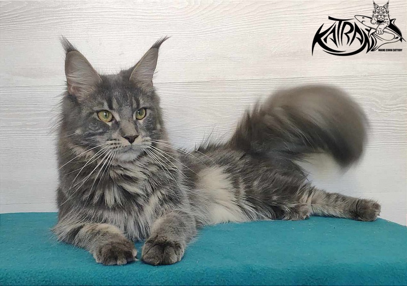 Katran Molly - Adult maine-coon 11 months 1 week
