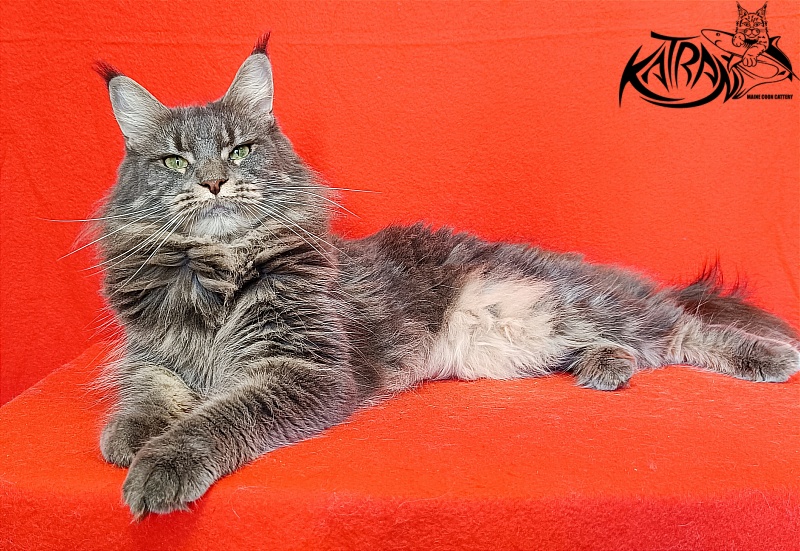 Katran Molly - Adult maine-coon 2.5 years