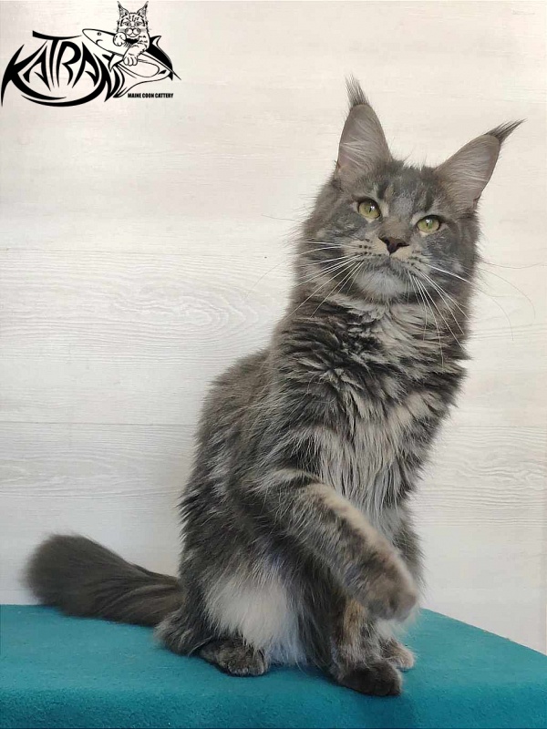 Katran Molly - Adult maine-coon 11 months 1 week