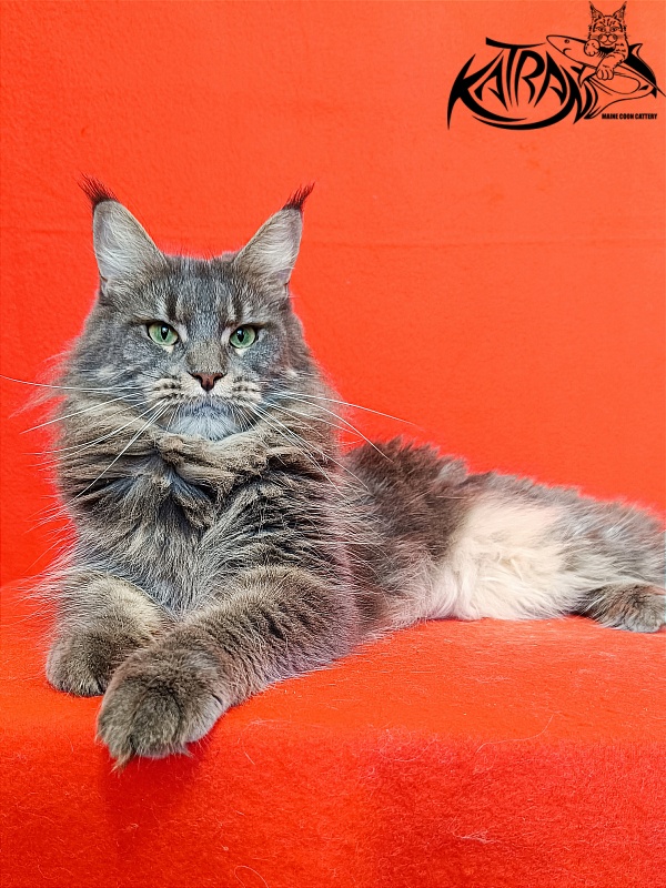 Katran Molly - Adult maine-coon 2.5 years