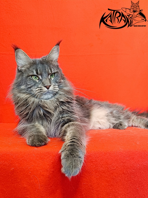 Katran Molly - Adult maine-coon 2.5 years