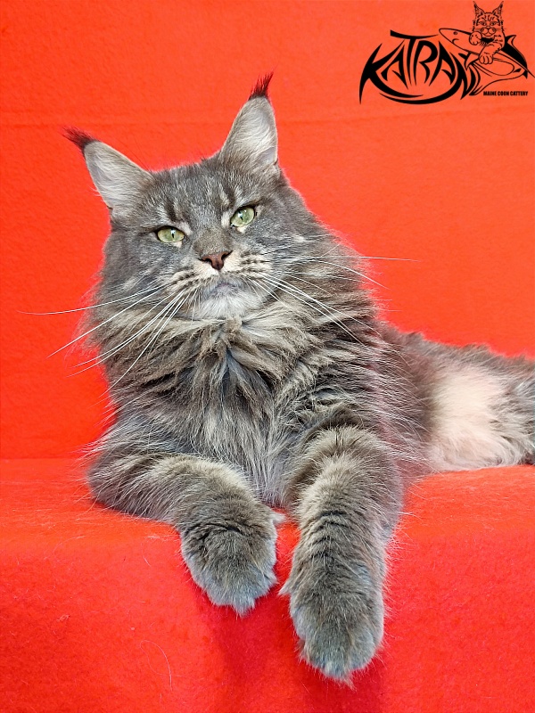 Katran Molly - Adult maine-coon 2.5 years