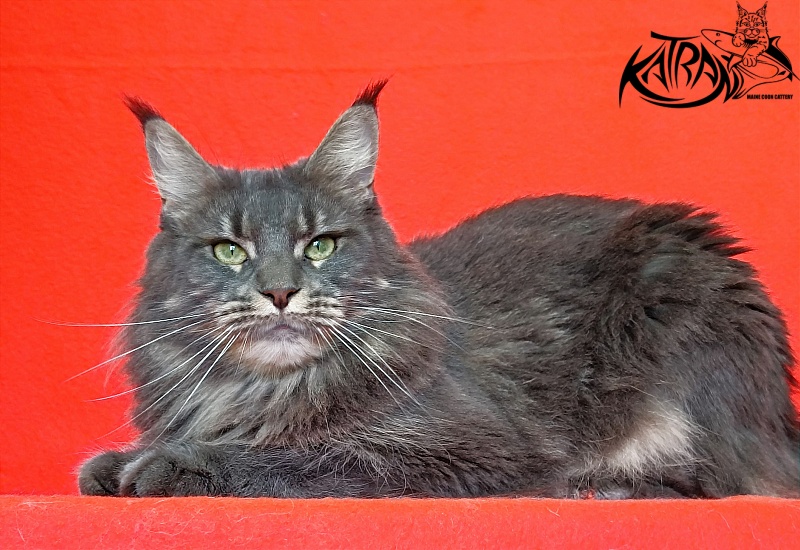 Katran Molly - Adult maine-coon 2.5 years