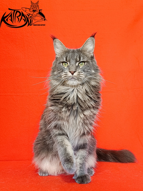 Katran Molly - Adult maine-coon 2.5 years