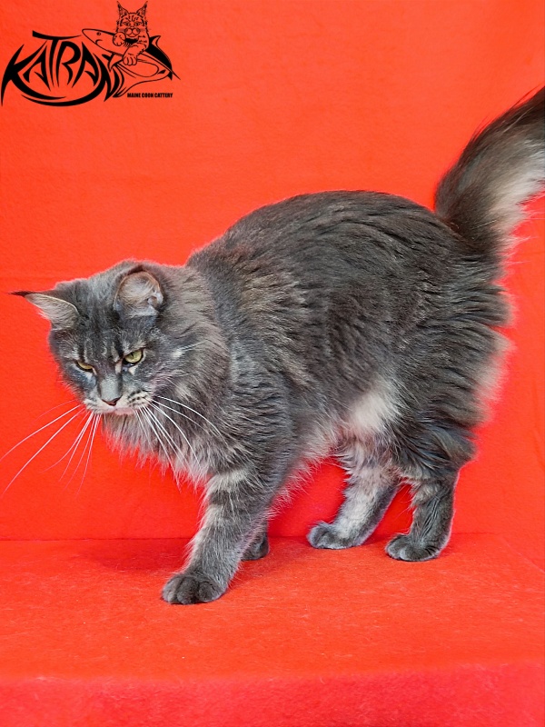 Katran Molly - Adult maine-coon 2.5 years