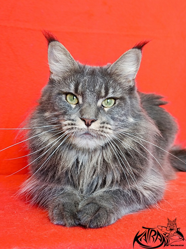 Katran Molly - Adult maine-coon 2.5 years
