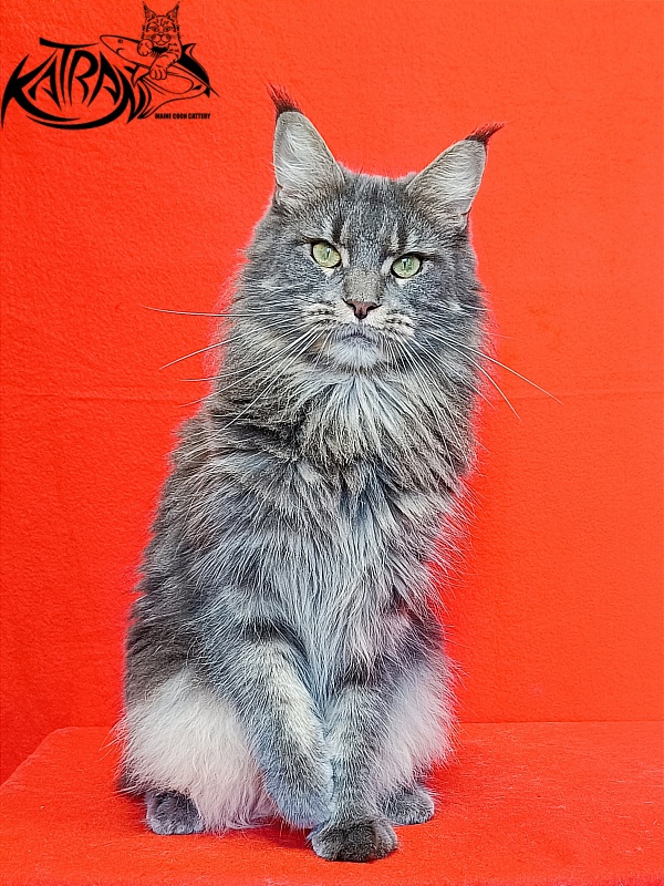 Katran Molly - Adult maine-coon 2.5 years