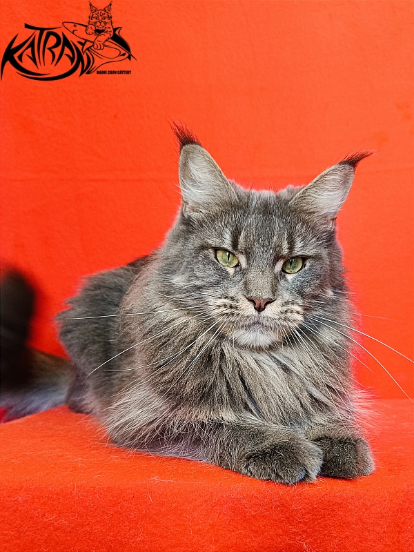 Katran Molly - Adult maine-coon 2.5 years