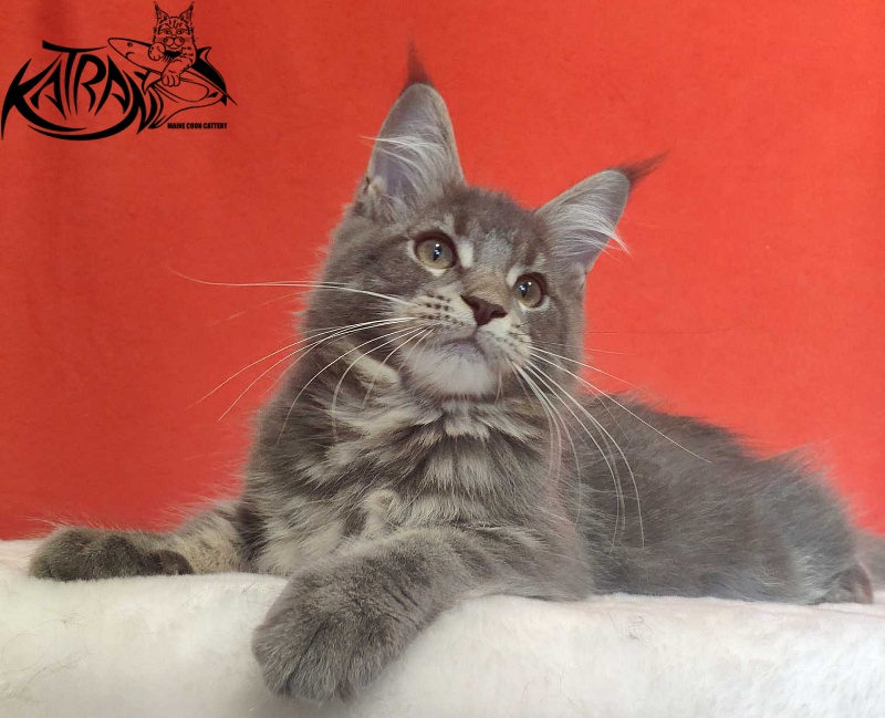 Katran Molly - Kitten maine-coon 3.5 months