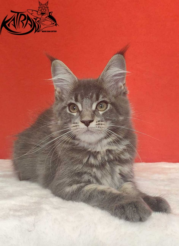 Katran Molly - Kitten maine-coon 3.5 months