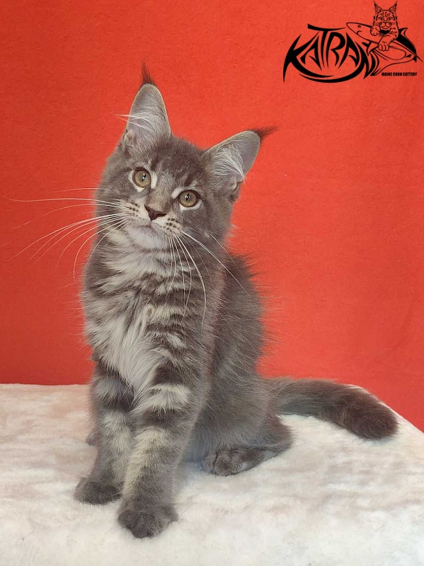 Katran Molly - Kitten maine-coon 3.5 months