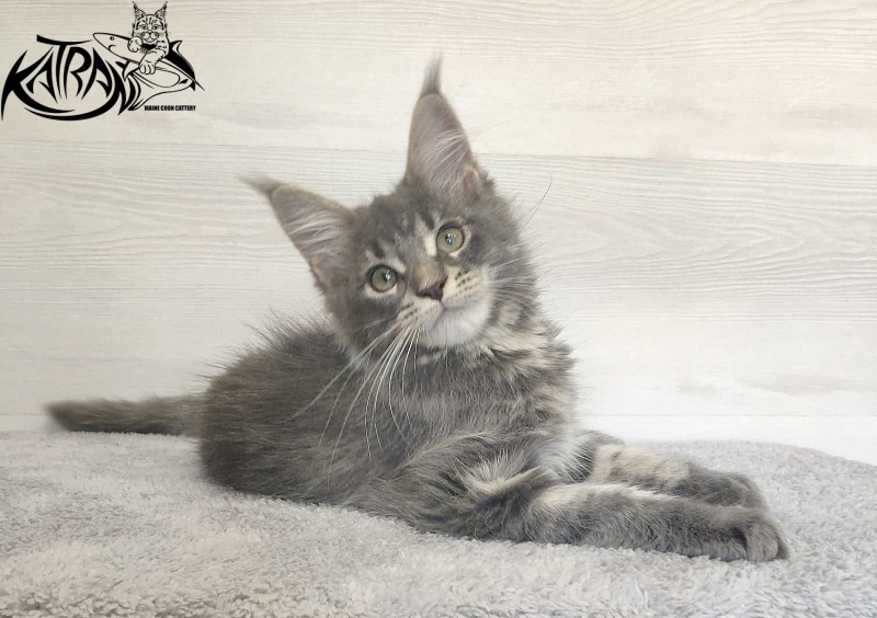 Katran Molly - Kitten maine-coon 3 months